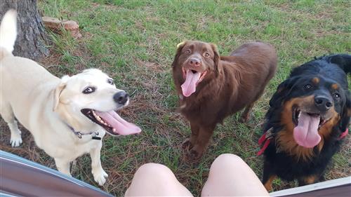 Our 3 pups: Bunker, Spanky, & Si 